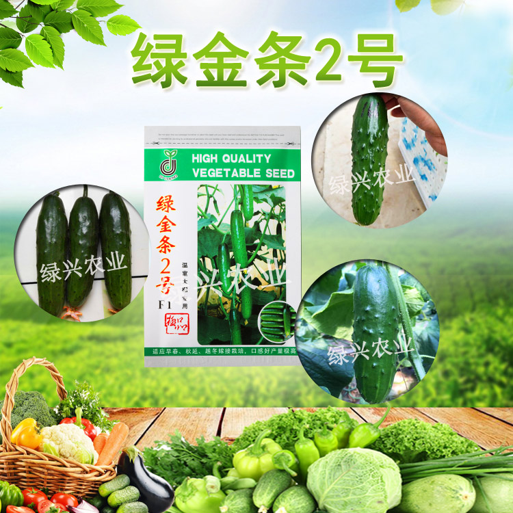 高產(chǎn)旱黃瓜種子綠金條旱黃瓜 高產(chǎn)旱黃瓜種子綠金條2號旱黃瓜