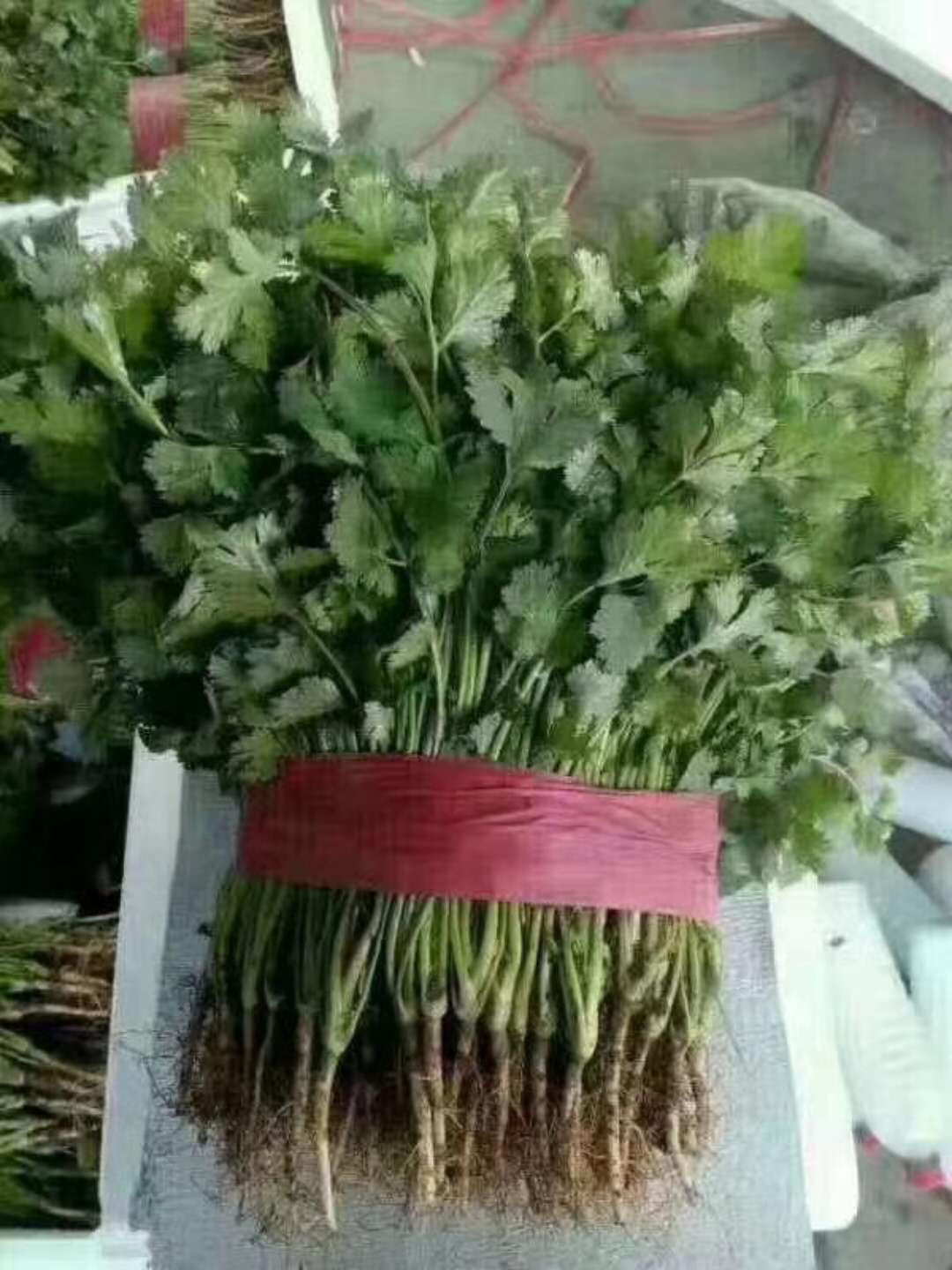 香菜種子香格里拉香菜