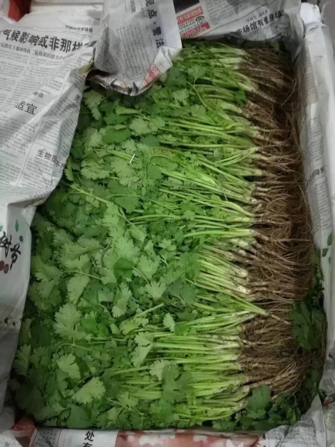 香菜種子香格里拉香菜