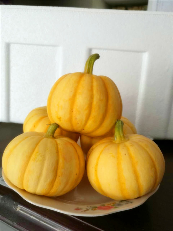 黃貝貝迷你南瓜種子金桔南瓜