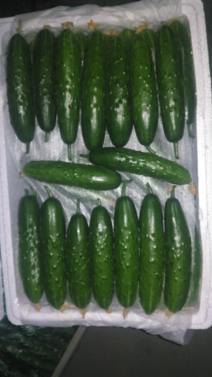 高產(chǎn)旱黃瓜種子綠金條旱黃瓜 高產(chǎn)旱黃瓜種子綠金條2號旱黃瓜