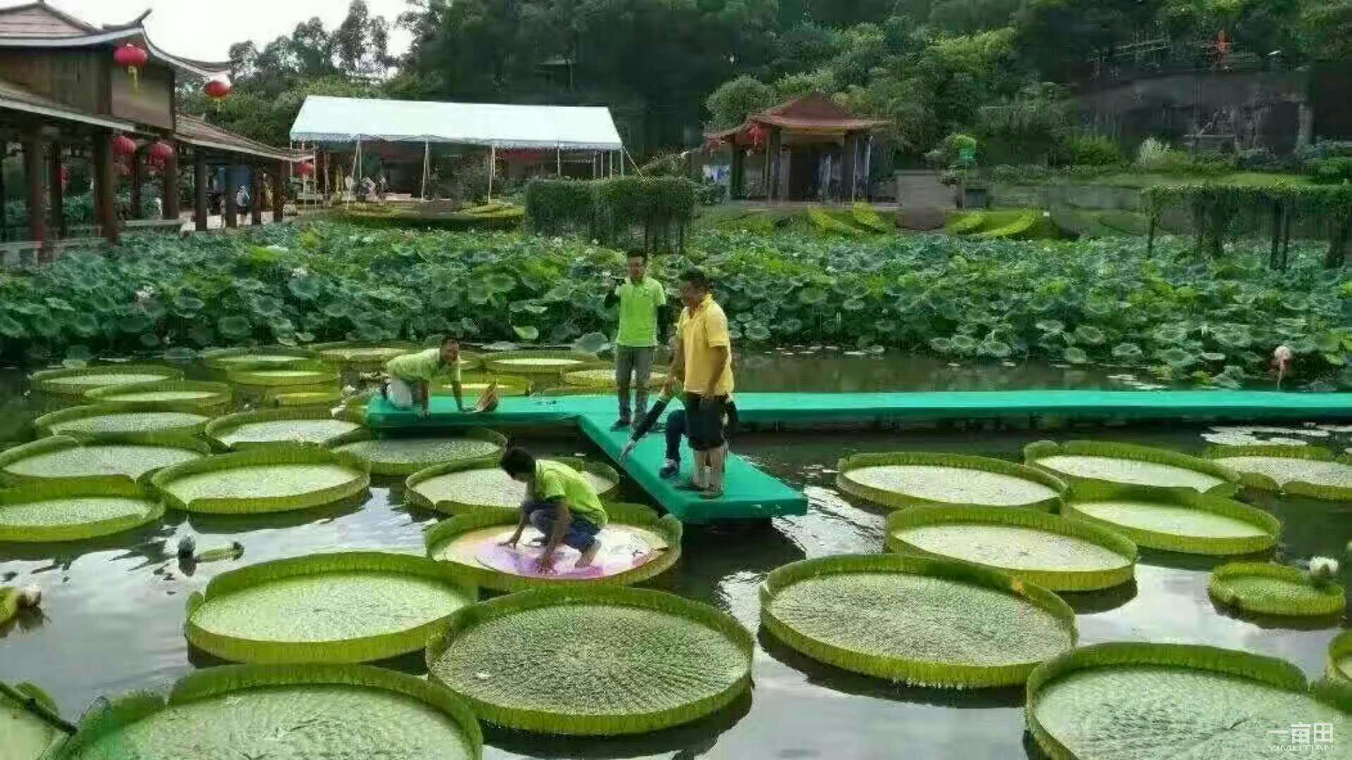 廣西王蓮批發(fā)價(jià)、一株多少錢、大量供應(yīng)【梧州市群鋒水生植物有限公司】