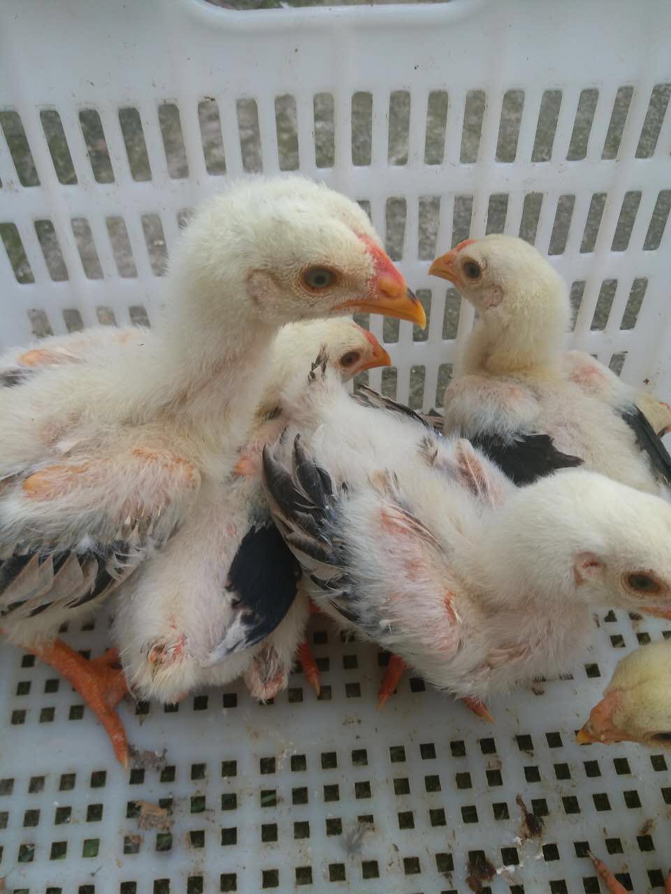 東濤雞 越南東濤雞