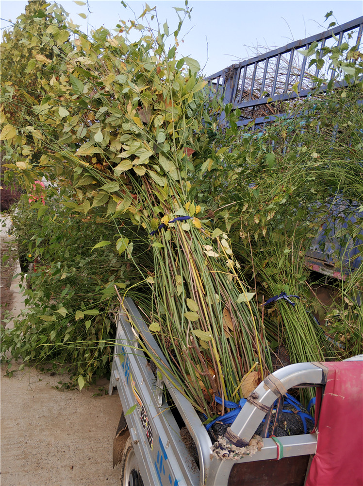 山東棣棠基地  棣棠報(bào)價(jià)