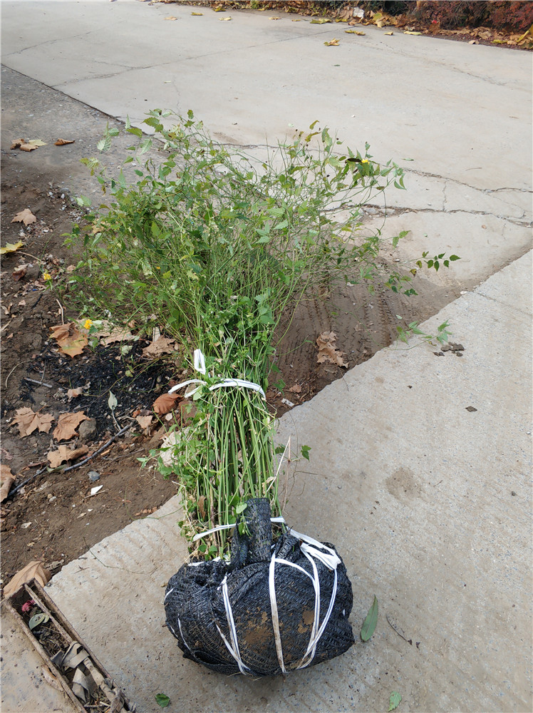 山東棣棠基地  棣棠報(bào)價(jià)