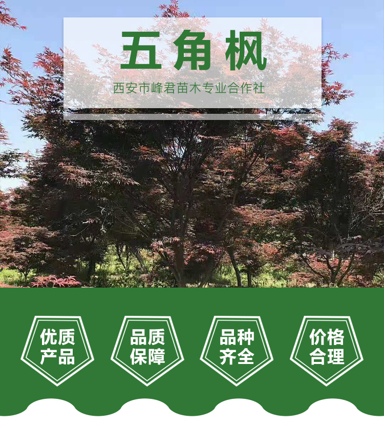 西安五角楓苗木批發(fā)價  果樹苗木 西安果樹苗木基地直銷 西安五角楓苗木基地 西安五角楓苗木批發(fā)價