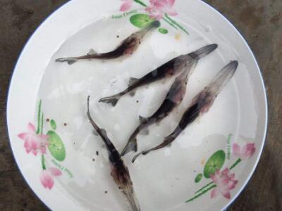 鴨嘴魚魚苗  鴨嘴魚魚苗供貨商  廠家直銷鴨嘴魚魚苗  鴨嘴魚魚苗廠家直銷  鴨嘴魚魚苗批發(fā)哪家優(yōu)惠