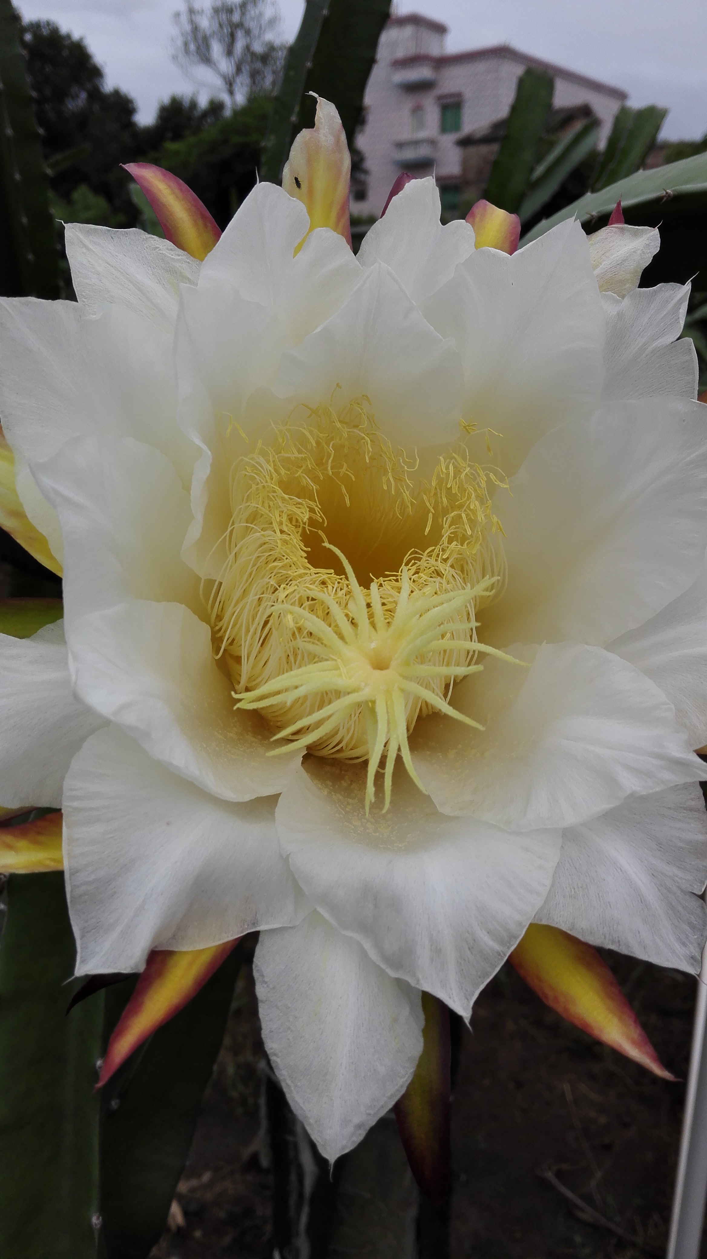 供應(yīng)汕頭紅心火龍果苗- 汕頭火龍果苗價格-自授粉紅心火龍果苗批發(fā)-汕頭火龍果苗