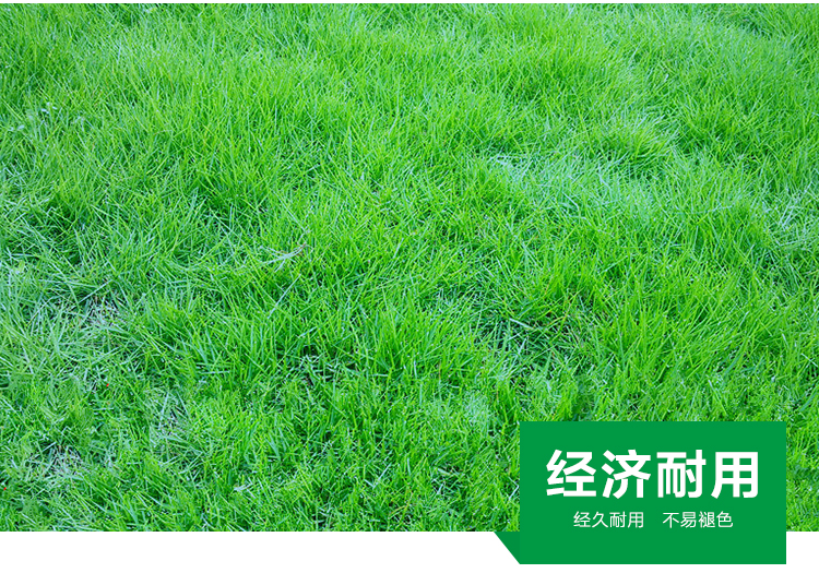 山東馬尼拉草坪，馬尼拉草坪報價，果嶺草綠化草皮批發(fā)，優(yōu)質(zhì)草坪
