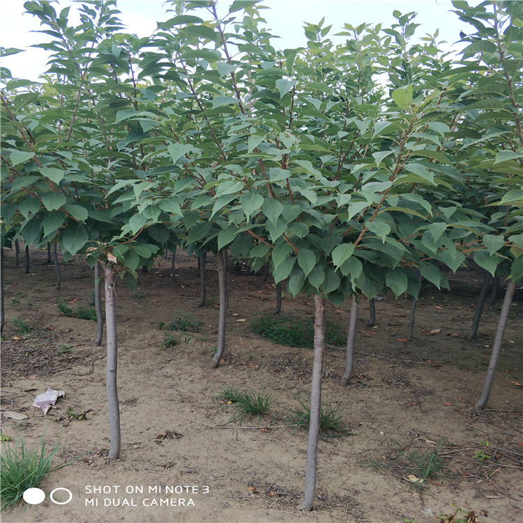 A A級(jí)櫻花樹基地 A級(jí)櫻花樹批發(fā)商