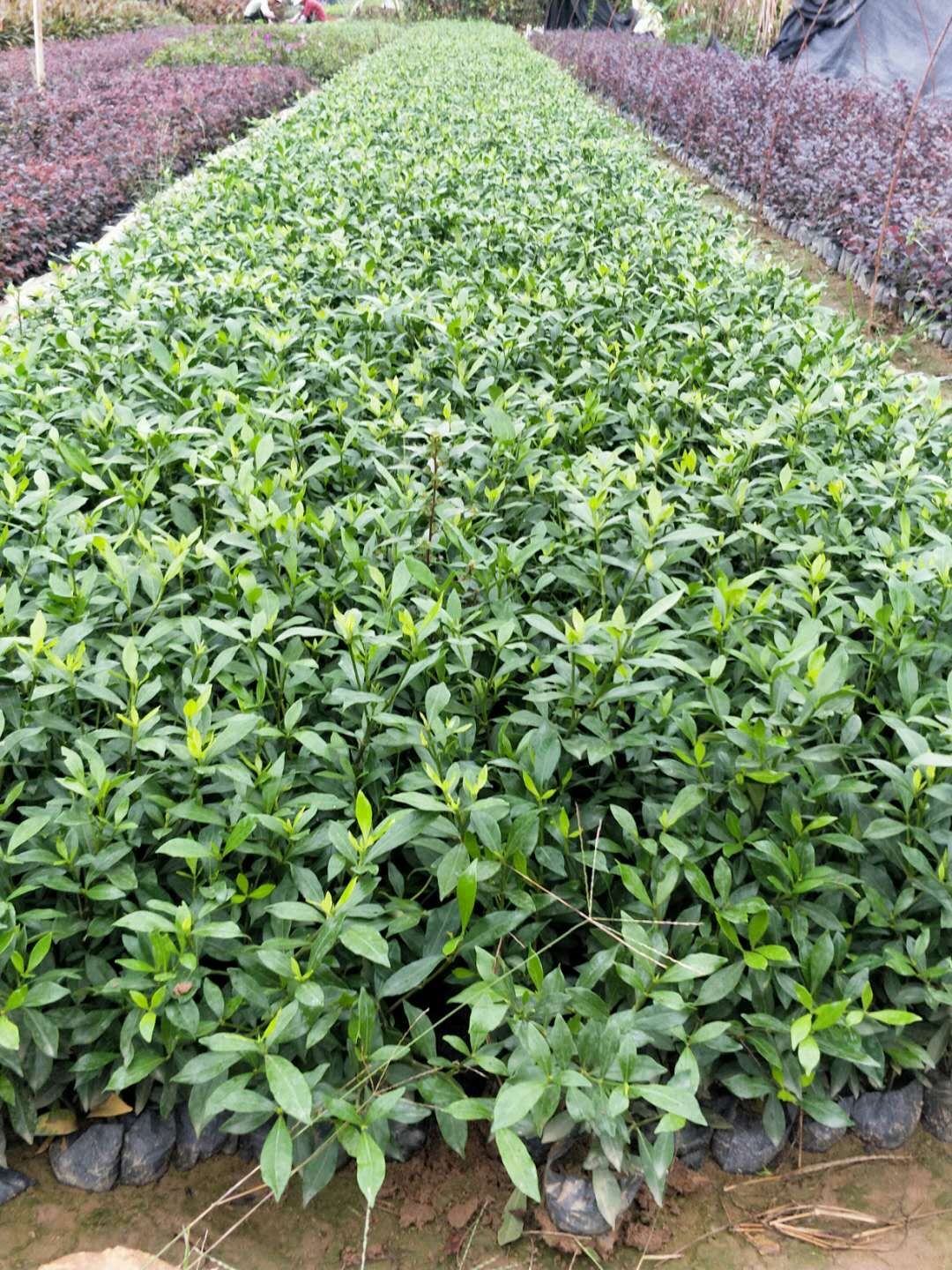 巢湖市小葉梔子花批發(fā)價(jià)是多少