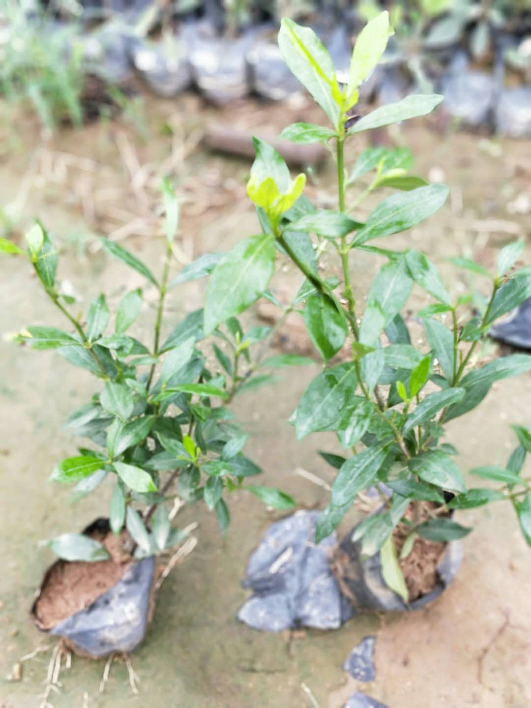 巢湖市小葉梔子花批發(fā)價(jià)是多少