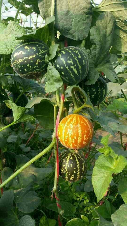香水瓜 供應(yīng)香水瓜種子 江西香水瓜 香水瓜種子供應(yīng) 香水瓜種子廠家直銷