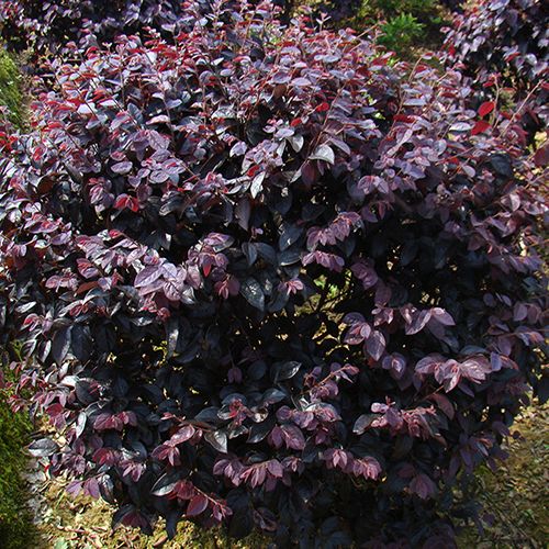 宣城市紅花檵木.價格貴嗎 哪里有批發(fā)