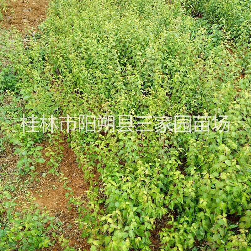 青梅小苗 酸梅種苗 廣西青梅苗