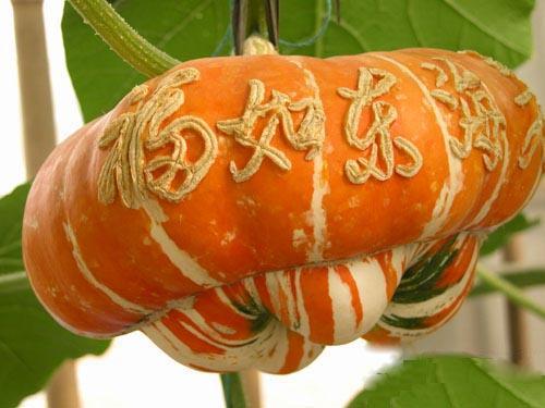 供應(yīng)香爐瓜種福瓜種子