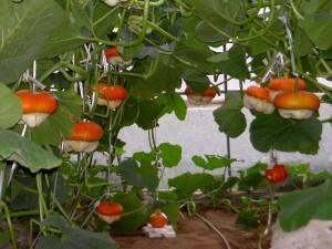 供應(yīng)香爐瓜種福瓜種子