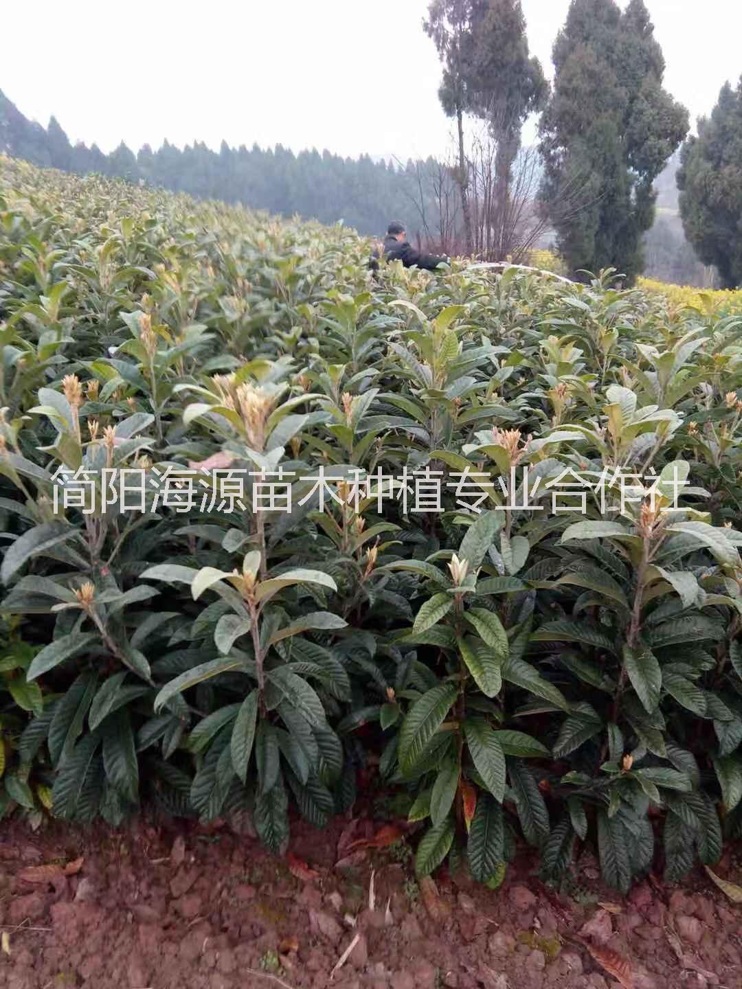 云南大五星枇杷苗種植基地直銷價(jià)格