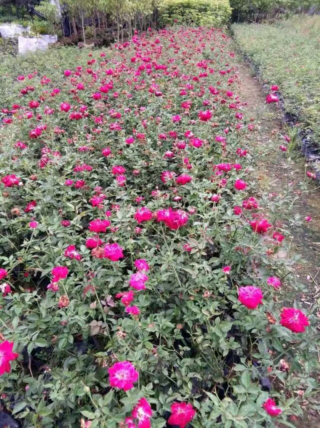 遼寧省2019年*的豐花月季0價格