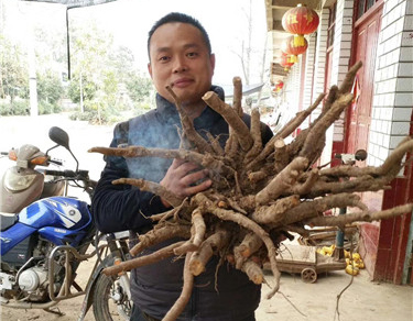 芍藥種植 如何種植芍藥