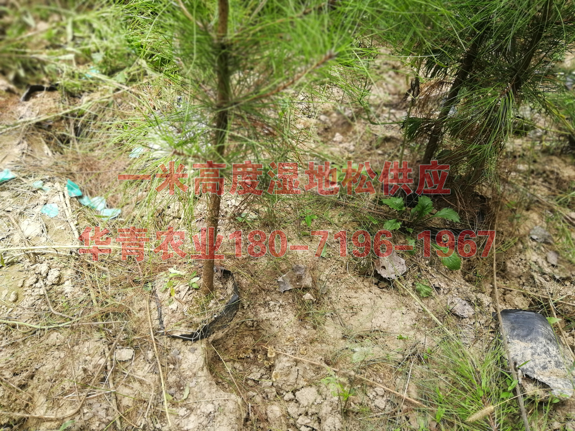 濕地松小苗批發(fā)，濕地松小