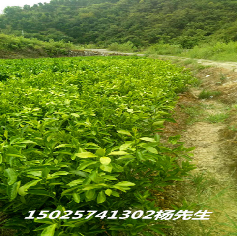重慶春見苗 重慶春見苗生產(chǎn)廠家 重慶春見苗哪家好 重慶春見苗供應商 重慶春見苗批發(fā)