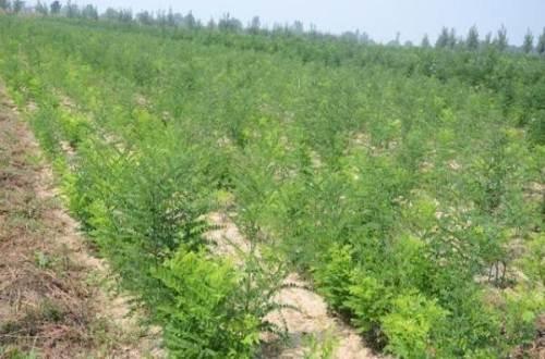 雙季槐苗，雙季槐苗價格，雙季槐苗批發(fā)，批發(fā)雙季槐苗