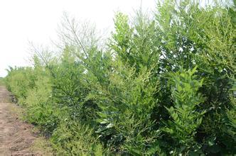 雙季槐苗，雙季槐苗價格，雙季槐苗批發(fā)，批發(fā)雙季槐苗