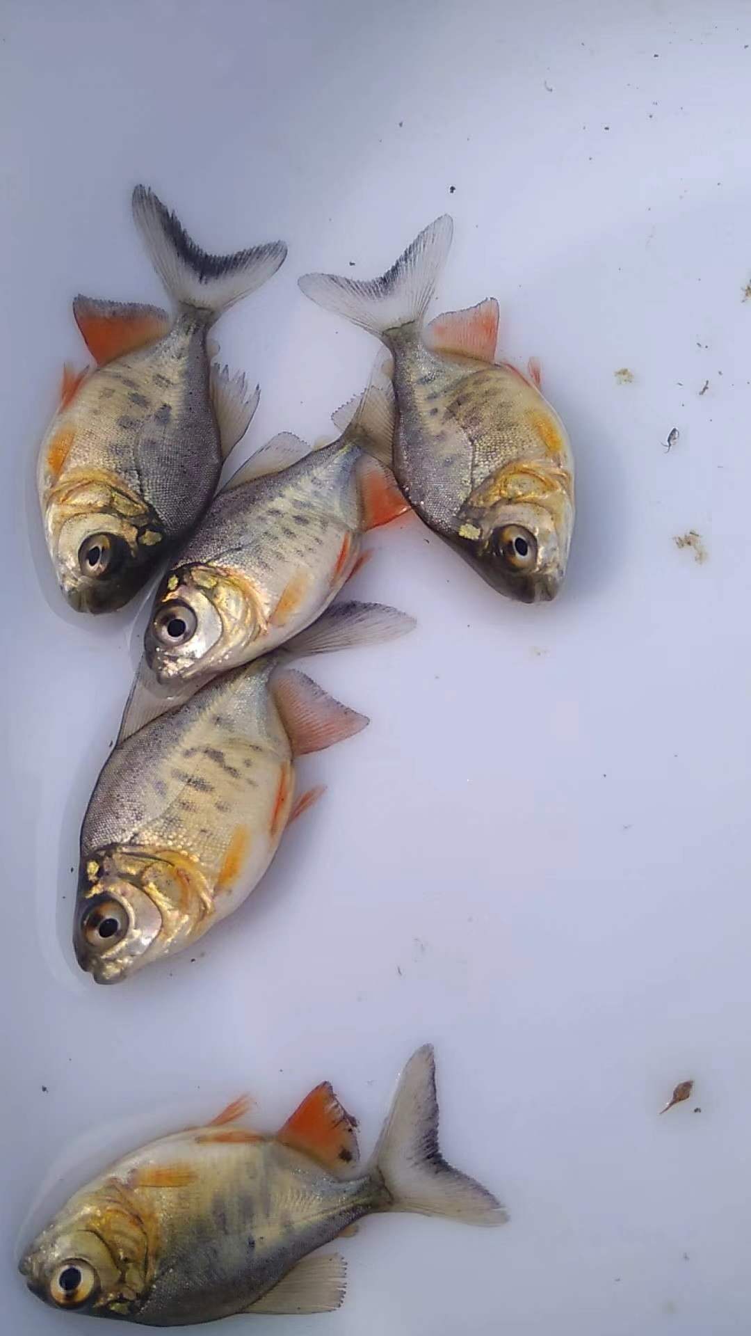 鯧魚的價值功效