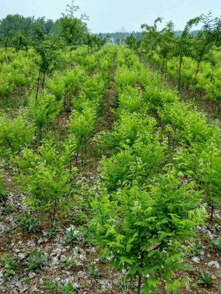 雙季槐行情 山西雙季槐批發(fā) 雙季槐價格 汾西雙季槐品牌 山西雙季槐市場 汾西雙季槐供應商 山西雙季槐價格表