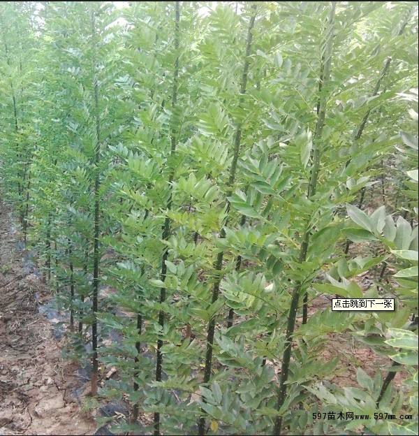 雙季槐行情 山西雙季槐批發(fā) 雙季槐價格 汾西雙季槐品牌 山西雙季槐市場 汾西雙季槐供應商 山西雙季槐價格表