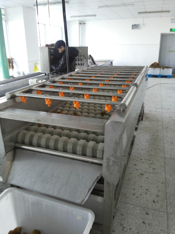 攬?jiān)鹿?yīng)MQT扇貝清洗機(jī) 果蔬清洗機(jī) 毛輥清洗機(jī)