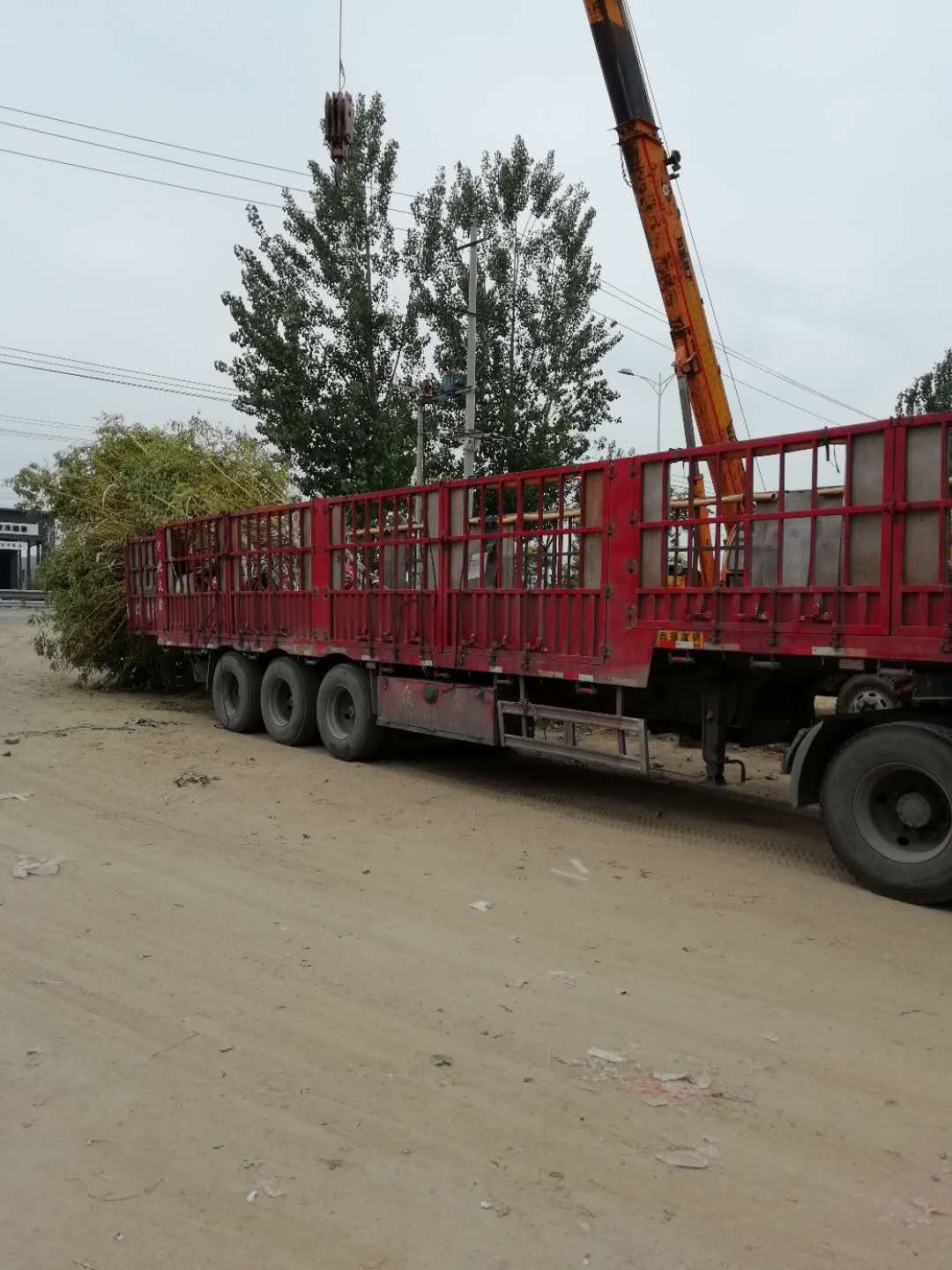 裝車現(xiàn)場圖片 山東苗木裝車現(xiàn)場