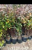 江蘇紅葉小壁基地/供應(yīng)商