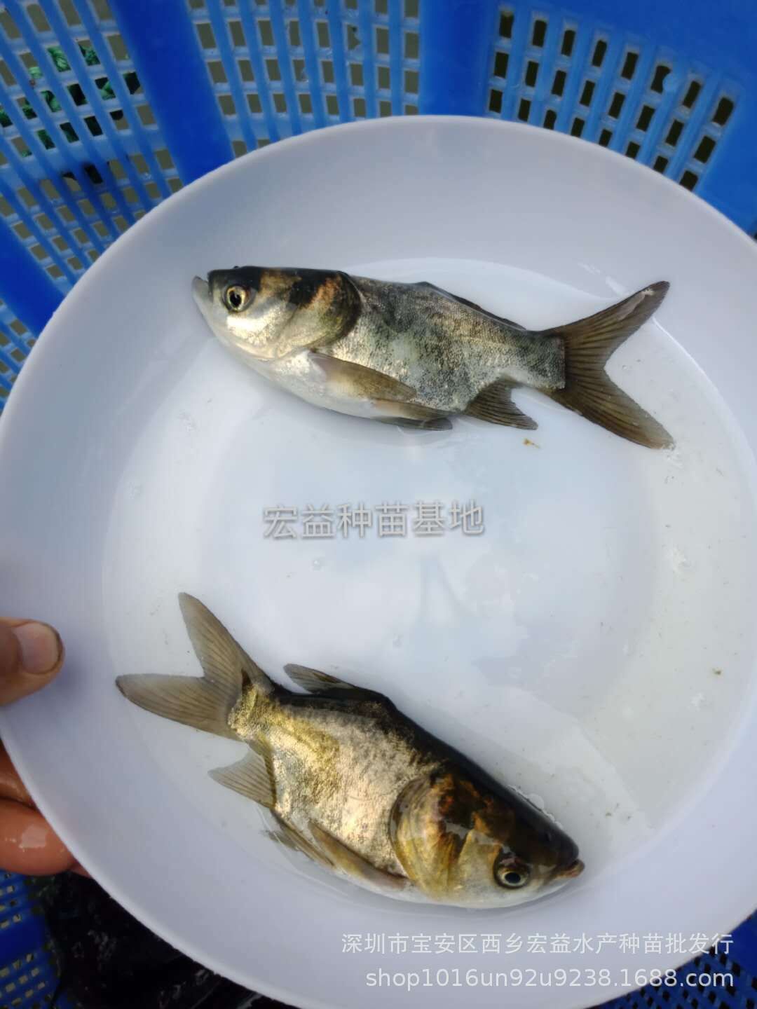 廣東深圳縮骨鳙魚苗養(yǎng)殖場-廣州縮骨大頭苗批發(fā)-惠州日本灰鰻苗價格-佛山黃鱔苗/廠家