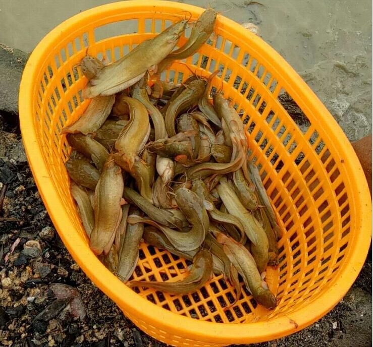 廣東深圳本地塘鲺魚苗養(yǎng)殖場-(土滑哥)淡水魚苗養(yǎng)殖場-土塘鲺魚苗/廠家批發(fā)價格