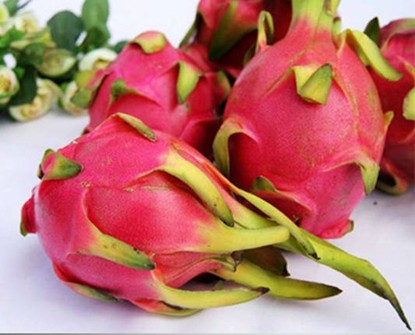 黑龍果 黑龍果價格 河北黑龍果廠家