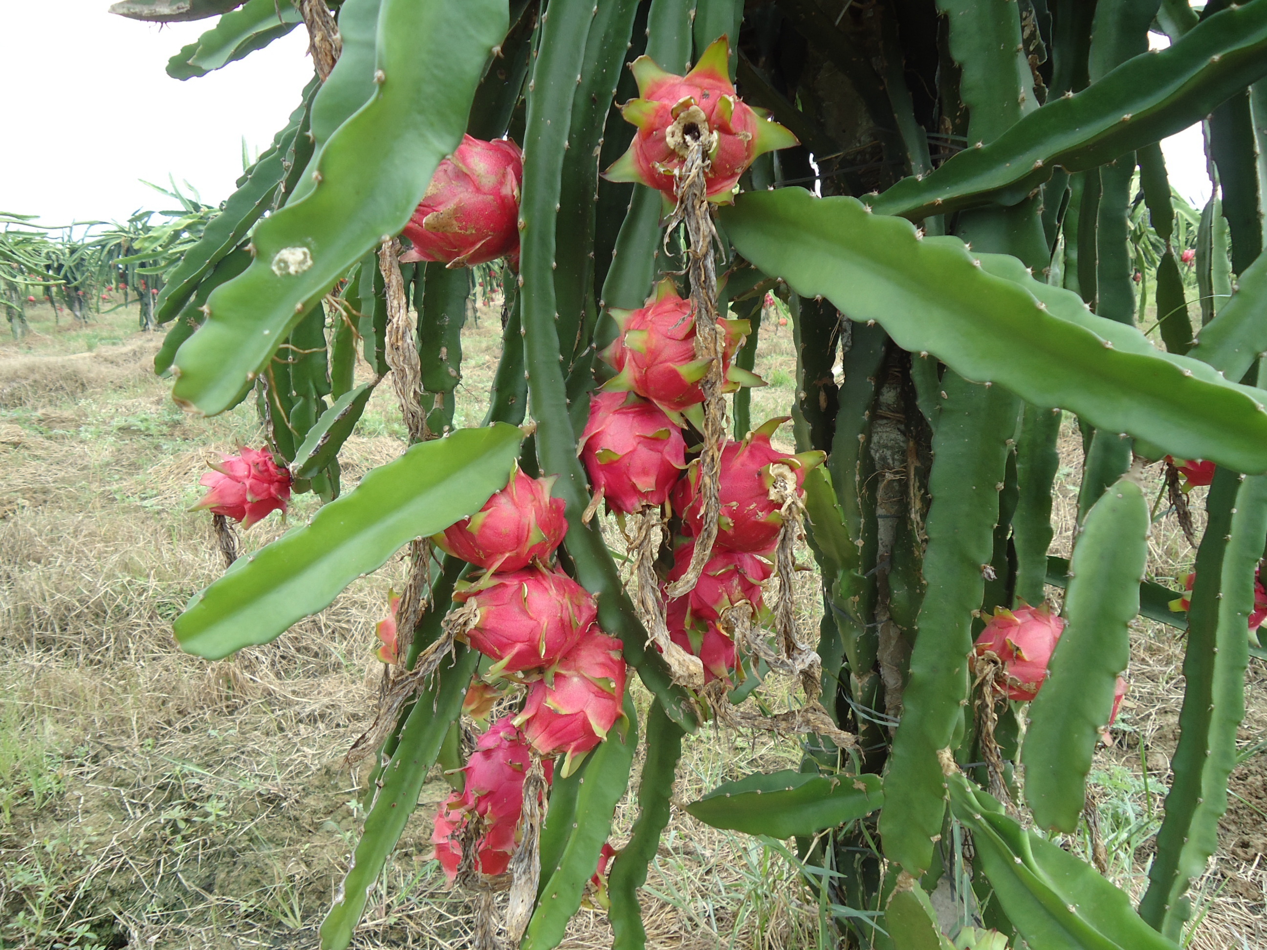 黑龍果 黑龍果價格 河北黑龍果廠家
