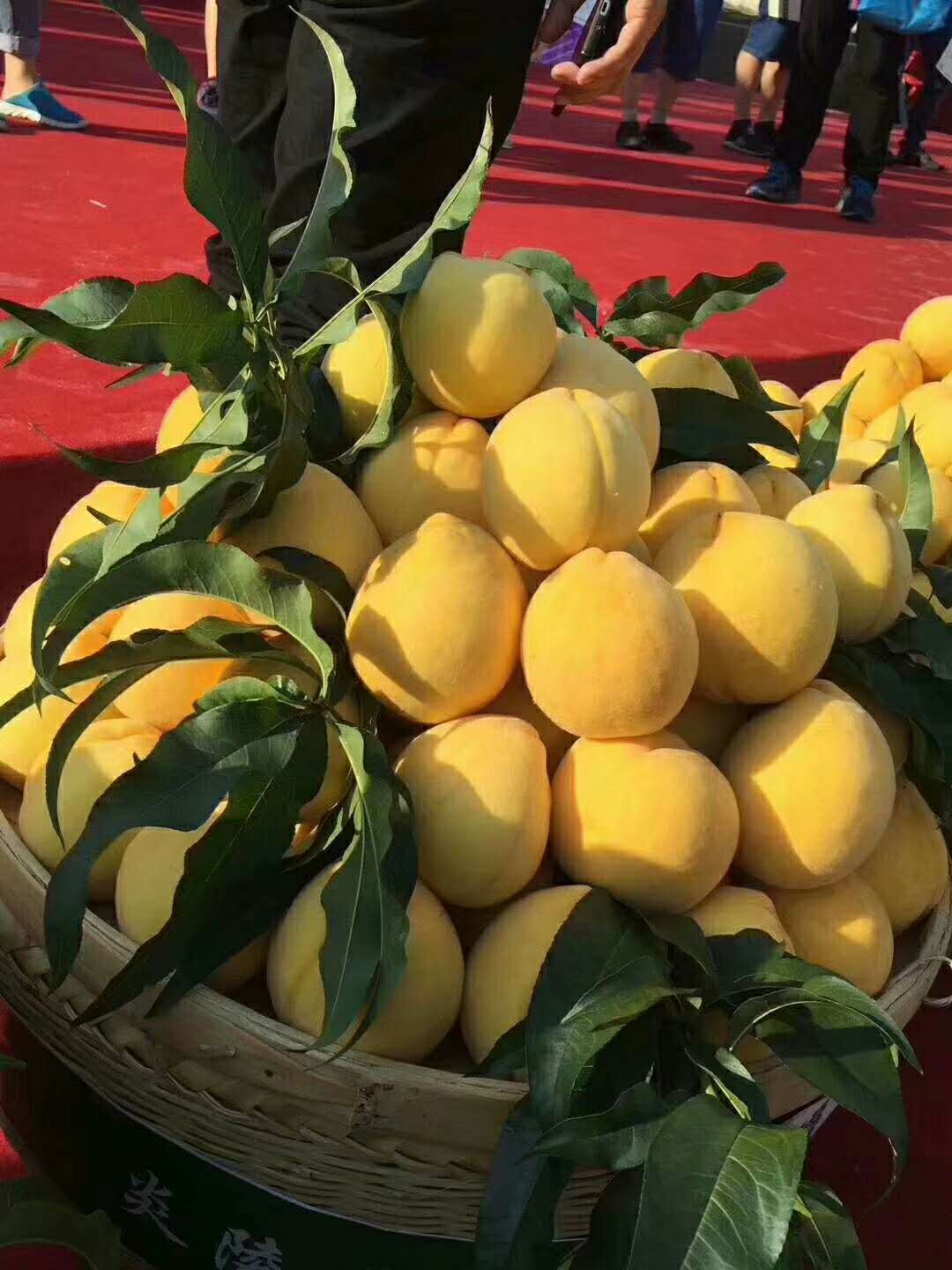 炎陵黃桃，何時上市？