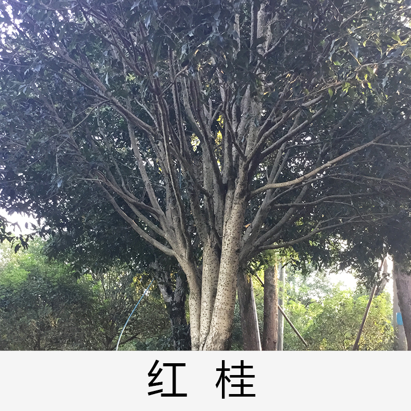 紅桂|桂花|廣東英德桂花|基地直銷|種植基地報價|批發(fā)價格|供應電話地址|圖片|品種齊全|價格合理|童叟無欺|