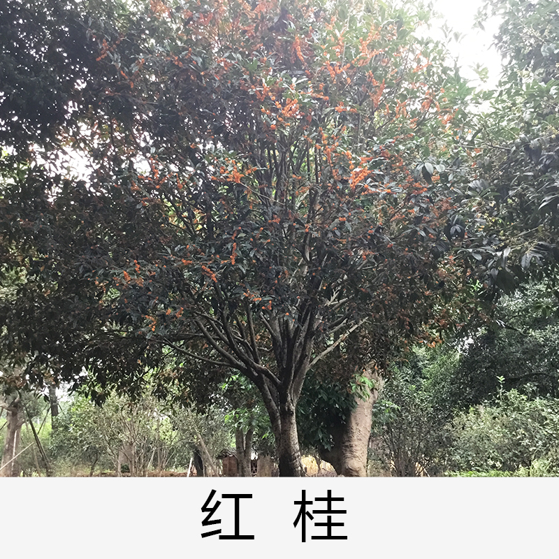 紅桂|桂花|廣東英德桂花|基地直銷|種植基地報價|批發(fā)價格|供應電話地址|圖片|品種齊全|價格合理|童叟無欺|
