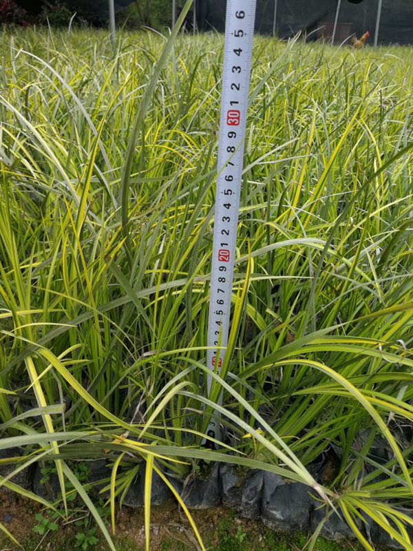 四川金葉石菖蒲四川成都金葉石菖蒲/金葉石菖蒲形態(tài)特征