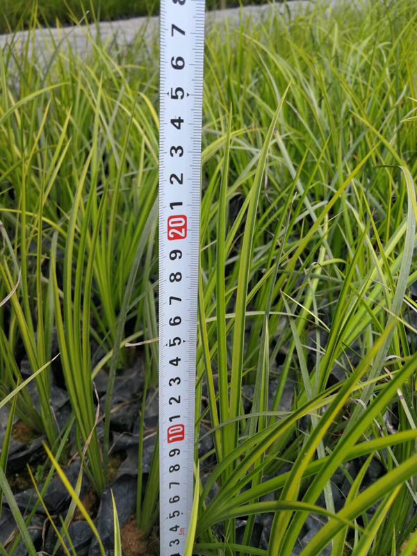 四川金葉石菖蒲四川成都金葉石菖蒲/金葉石菖蒲形態(tài)特征
