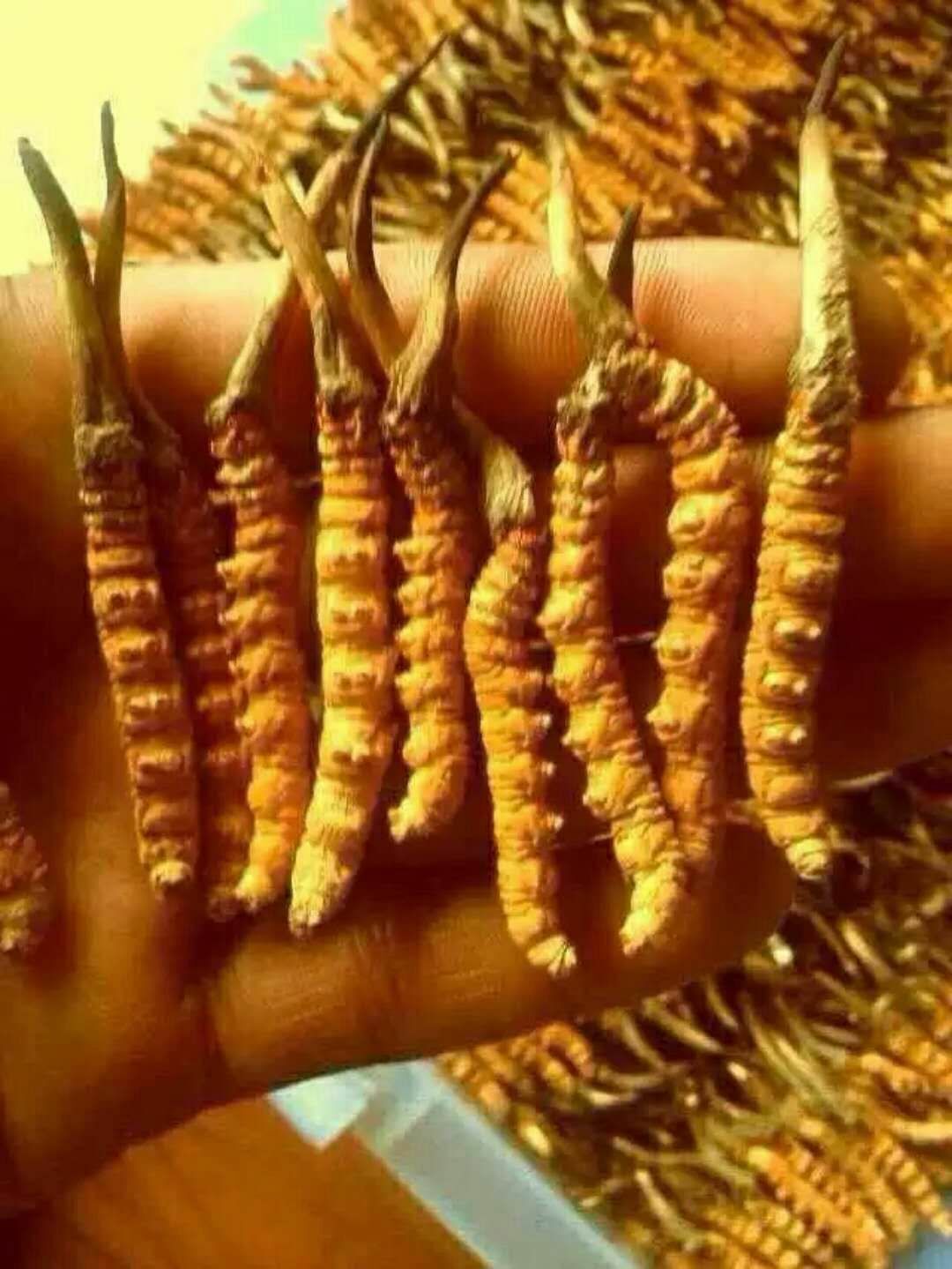 西藏那曲冬蟲夏草多少錢一克/行情