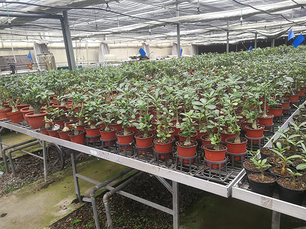 花卉苗床價格，花卉苗床廠家直銷，花卉苗床批發(fā)，衡水花卉苗床，保定花卉苗床價格