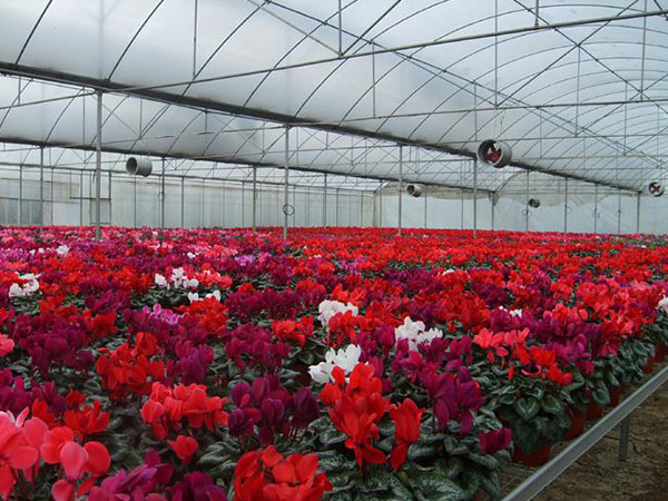 花卉苗床價格，花卉苗床廠家直銷，花卉苗床批發(fā)，衡水花卉苗床，保定花卉苗床價格