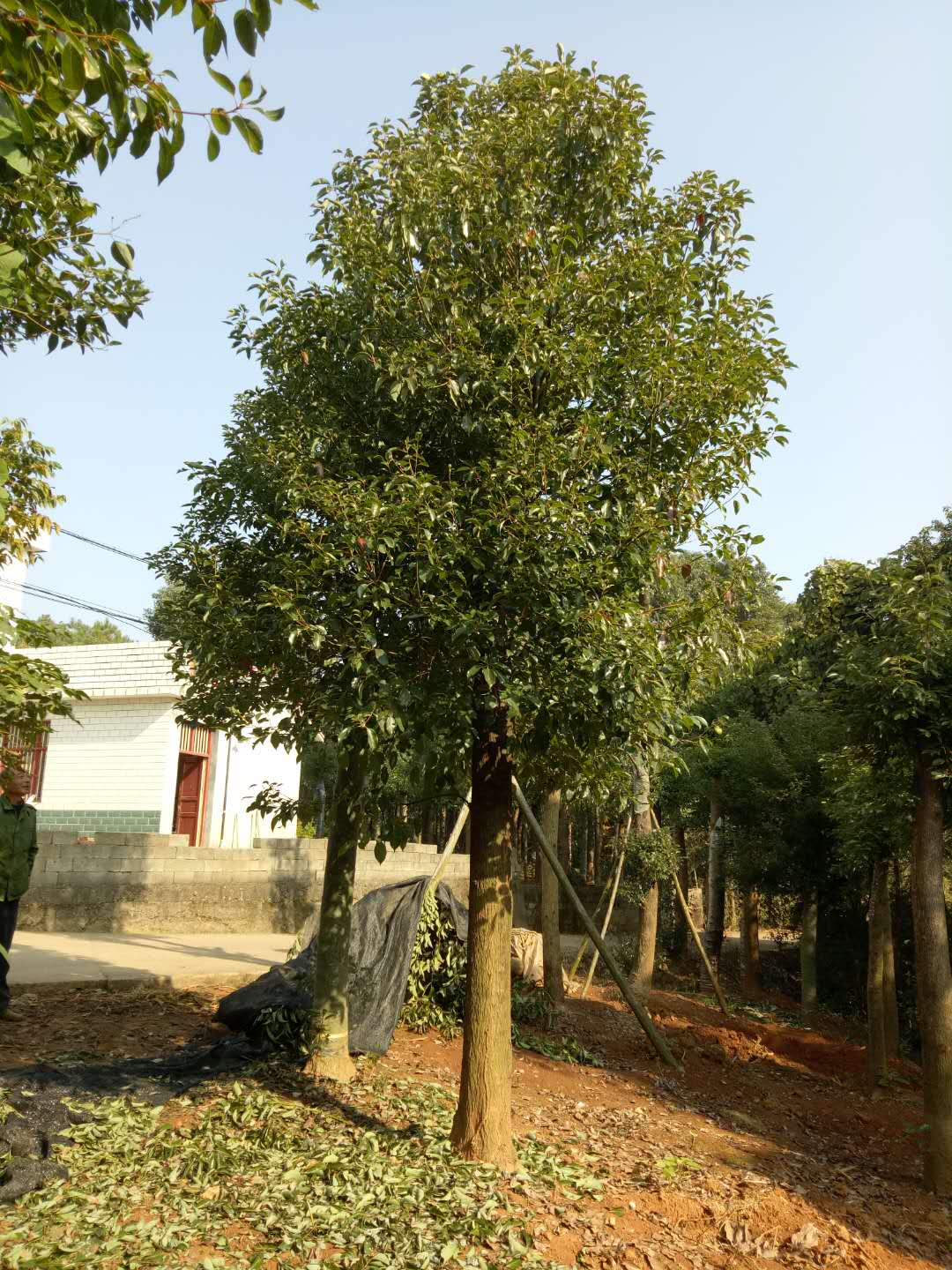 湖南截桿發(fā)冒香樟基地，湖南長沙截桿發(fā)冒香樟，益陽市戰(zhàn)余苗木有限公司/廠家