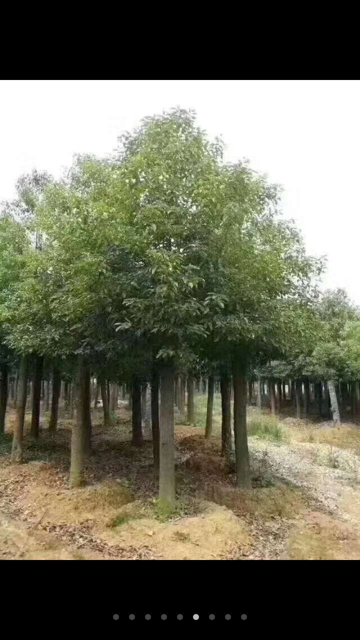 湖南截桿發(fā)冒香樟基地，湖南長沙截桿發(fā)冒香樟，益陽市戰(zhàn)余苗木有限公司/廠家