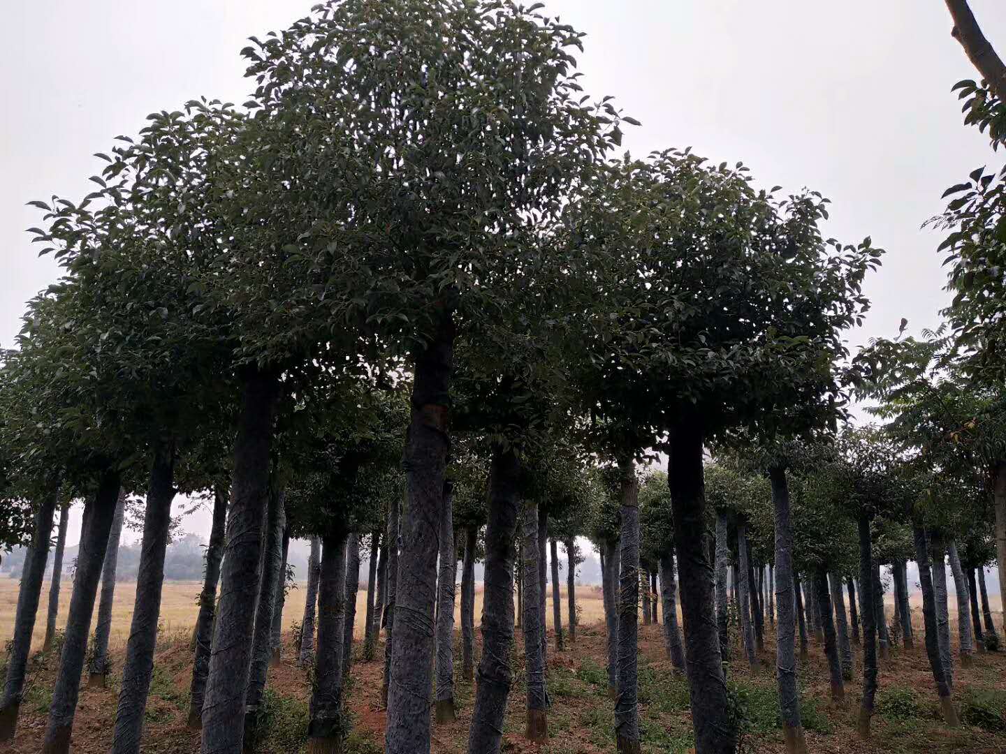 湖南截桿發(fā)冒香樟基地，湖南長沙截桿發(fā)冒香樟，益陽市戰(zhàn)余苗木有限公司/廠家