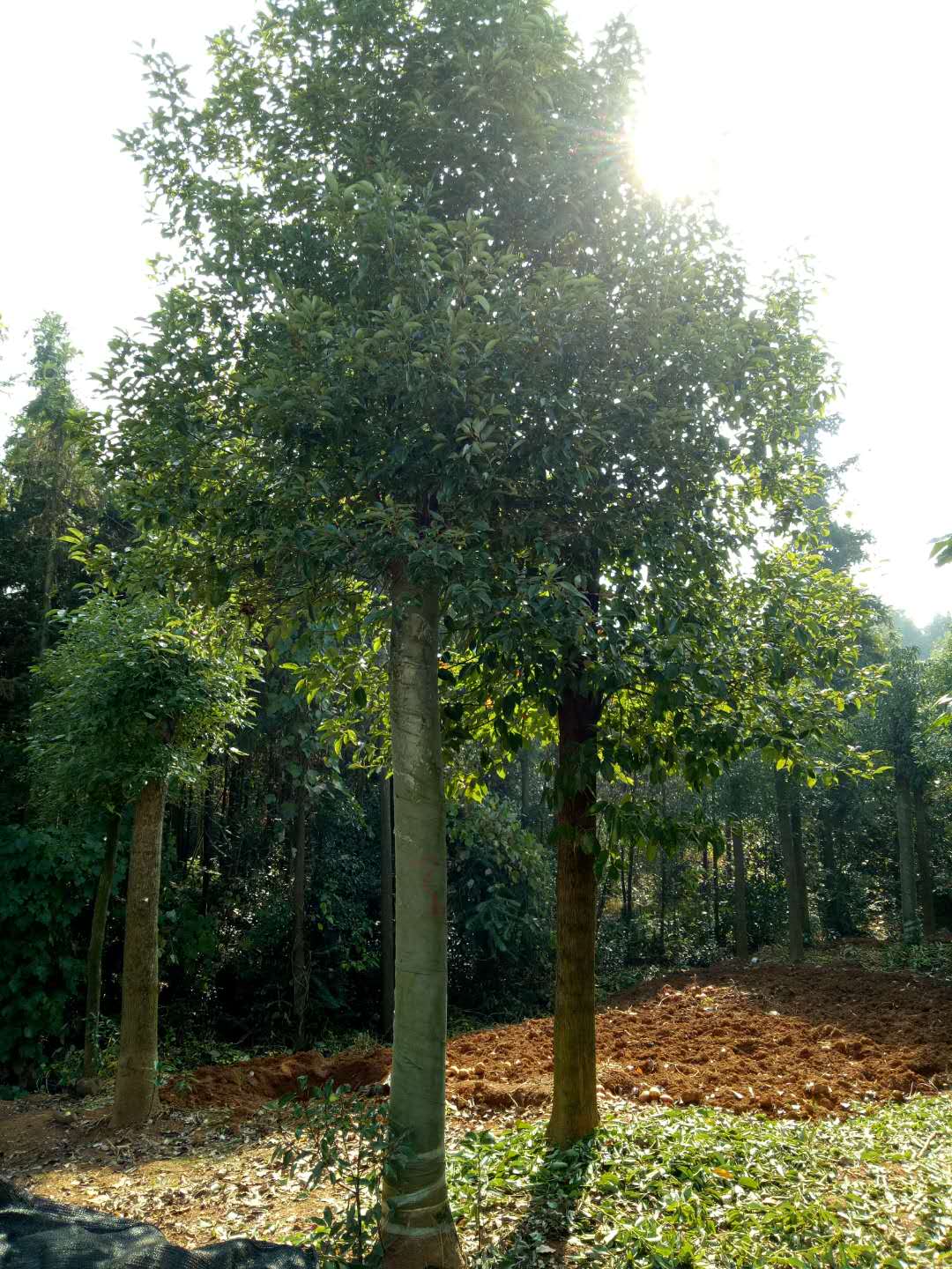 湖南截桿發(fā)冒香樟基地，湖南長沙截桿發(fā)冒香樟，益陽市戰(zhàn)余苗木有限公司/廠家